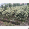 工程綠化花葉女貞球型 色塊毛球規(guī)格齊全 蕭山基地直銷一站式采購