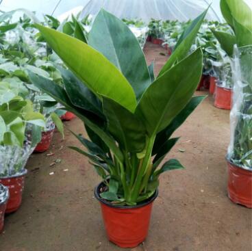 四季長青大葉綠鉆 金鉆紅鉆植物大型盆栽 清除甲醛客廳大型盆栽除