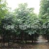 七葉樹樹苗批發綠化苗木色塊綠籬行道點綴四季常青七葉樹小苗