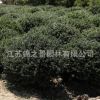 龜甲冬青球批發(fā)園林工程苗木綠化冬青樹(shù)苗 行道綠籬大葉黃楊球