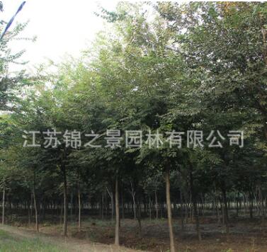 櫸樹樹苗批發(fā)工程綠化苗木街道庭蔭防護(hù)紅櫸樹苗