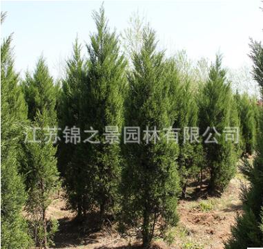 檜柏苗批發(fā)綠化苗木蜀檜 塔柏 色塊綠籬高速行道點(diǎn)綴檜柏樹苗