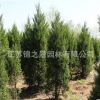 檜柏苗批發(fā)綠化苗木蜀檜 塔柏 色塊綠籬高速行道點(diǎn)綴檜柏樹(shù)苗