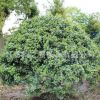 無(wú)刺構(gòu)骨球苗批發(fā)工程綠化苗木紅果構(gòu)骨苗行道植物無(wú)刺枸骨樹(shù)苗