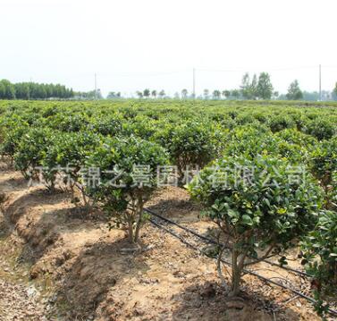 海桐球樹苗批發(fā)工程綠化苗木海桐小苗氣味芳香庭院種植海桐球樹