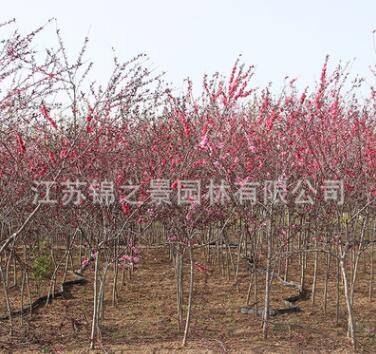 紅葉碧桃樹苗批發(fā)紫葉碧桃工程綠化苗木行道風(fēng)景樹紅葉碧桃