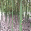 香樟樹