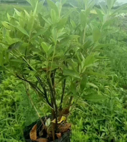 毛杜鵑