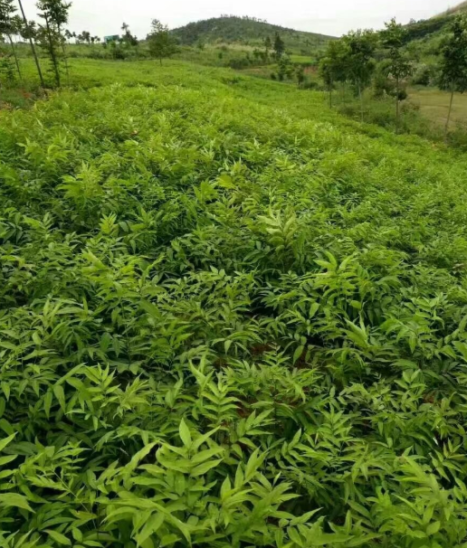 無患子