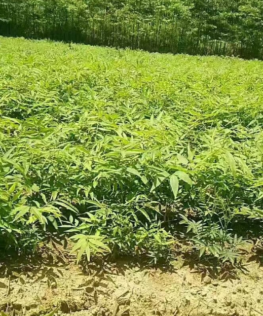 無患子小苗