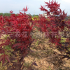 三季紅楓