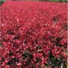 紅葉石楠小苗 火焰紅 工程苗 小葉色塊苗 基地 紅葉石楠樹苗批發