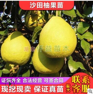 沙田柚苗沙田柚果苗 清甜不酸個(gè)大豐產(chǎn)湖南果苗果樹批發(fā)