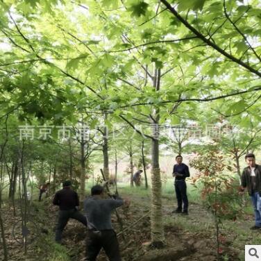 批發(fā)娜塔櫟景觀樹 12公分娜塔櫟 8-15公分娜塔櫟