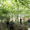 批發(fā)娜塔櫟景觀樹 12公分娜塔櫟 8-15公分娜塔櫟