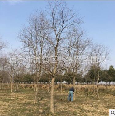 南京烏桕基地 15公分烏桕樹 叢生烏桕樹大量供應(yīng)