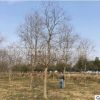 南京烏桕基地 15公分烏桕樹 叢生烏桕樹大量供應(yīng)