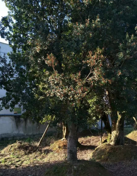 QQ截圖20190924095703