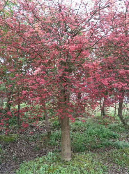 紅楓