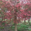 紅楓