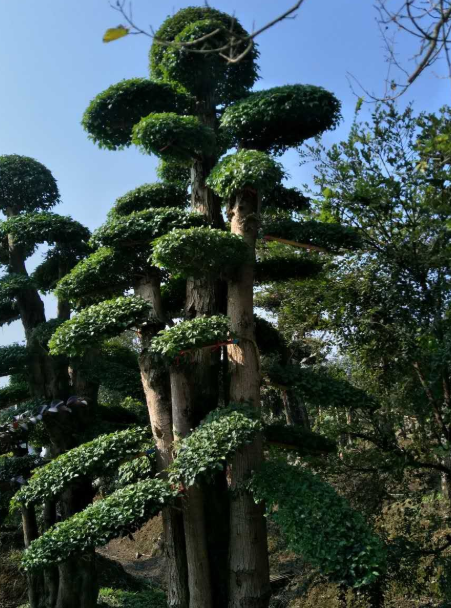 女貞