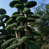 女貞