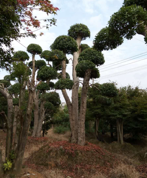 楊梅