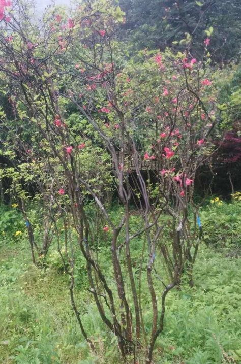 杜鵑花