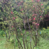 杜鵑花