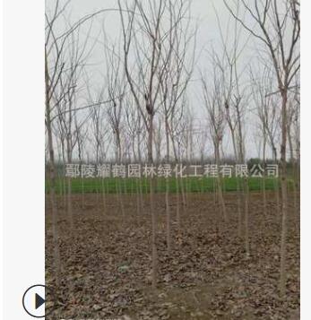 長期供應巨紫荊基地