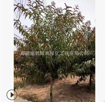 優質紅葉碧桃紅葉碧桃，紅葉碧桃批發