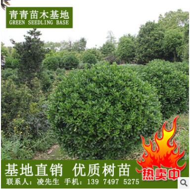 基地直銷湖南苗木大葉黃楊苗 黃楊球批發 價格優惠