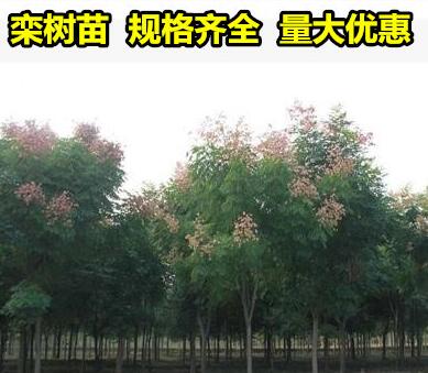 工程綠化苗木行道樹欒樹樹苗小苗庭院風(fēng)景樹