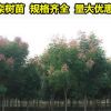 工程綠化苗木行道樹(shù)欒樹(shù)樹(shù)苗小苗庭院風(fēng)景樹(shù)
