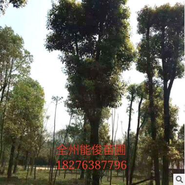 苗圃香樟樹批發 量大優惠貨源足