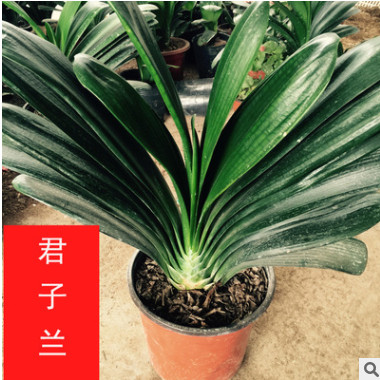 四季常綠花卉 盆景 君子蘭 室內盆栽 凈化空氣 君子蘭 小中大苗