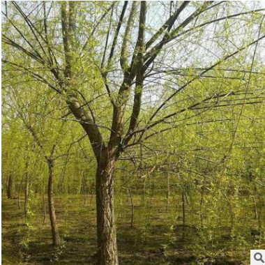 供應綠化工程垂柳樹 速生風景黃金柳樹苗 柳樹小苗產地