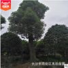 基地供應湖南大香樟  獨桿香樟樹.多頭香樟樹。