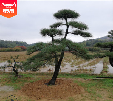 基地批發湖南黑松  等各種規格造型黑松及毛胚黑松。