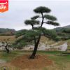 基地批發湖南黑松  等各種規格造型黑松及毛胚黑松。