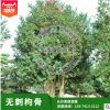 苗圃供應無刺枸骨樹，有刺枸骨樹，枸骨球，樹形優美，價格合理。