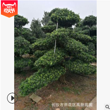 基地批發湖南造型羅漢松。 各種規格異型彎型造型羅漢松樹