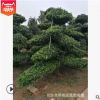基地批發湖南造型羅漢松。 各種規格異型彎型造型羅漢松樹