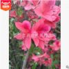 基地供應湖南杜鵑花映山紅花。從生映山紅花公園及庭院別墅用苗
