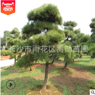 基地直銷湖南黑松，造型黑松  黑松價格，樹優價廉。
