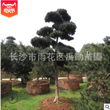 批發湖南造型羅漢松樹，羅漢松盆景，直接供貨