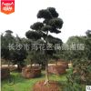 批發湖南造型羅漢松樹，羅漢松盆景，直接供貨