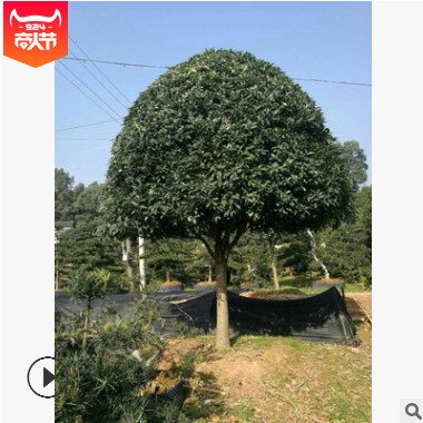 苗圃優價湖南精品大桂花樹，丹桂花樹，各種規格桂花樹