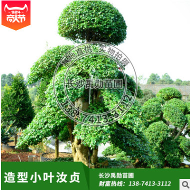 苗圃基地供應造型小葉汝貞規格齊全歡迎實地考察喬木精品造型植物