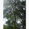 供應綠化苗木,紅果冬青,移栽紅果冬青